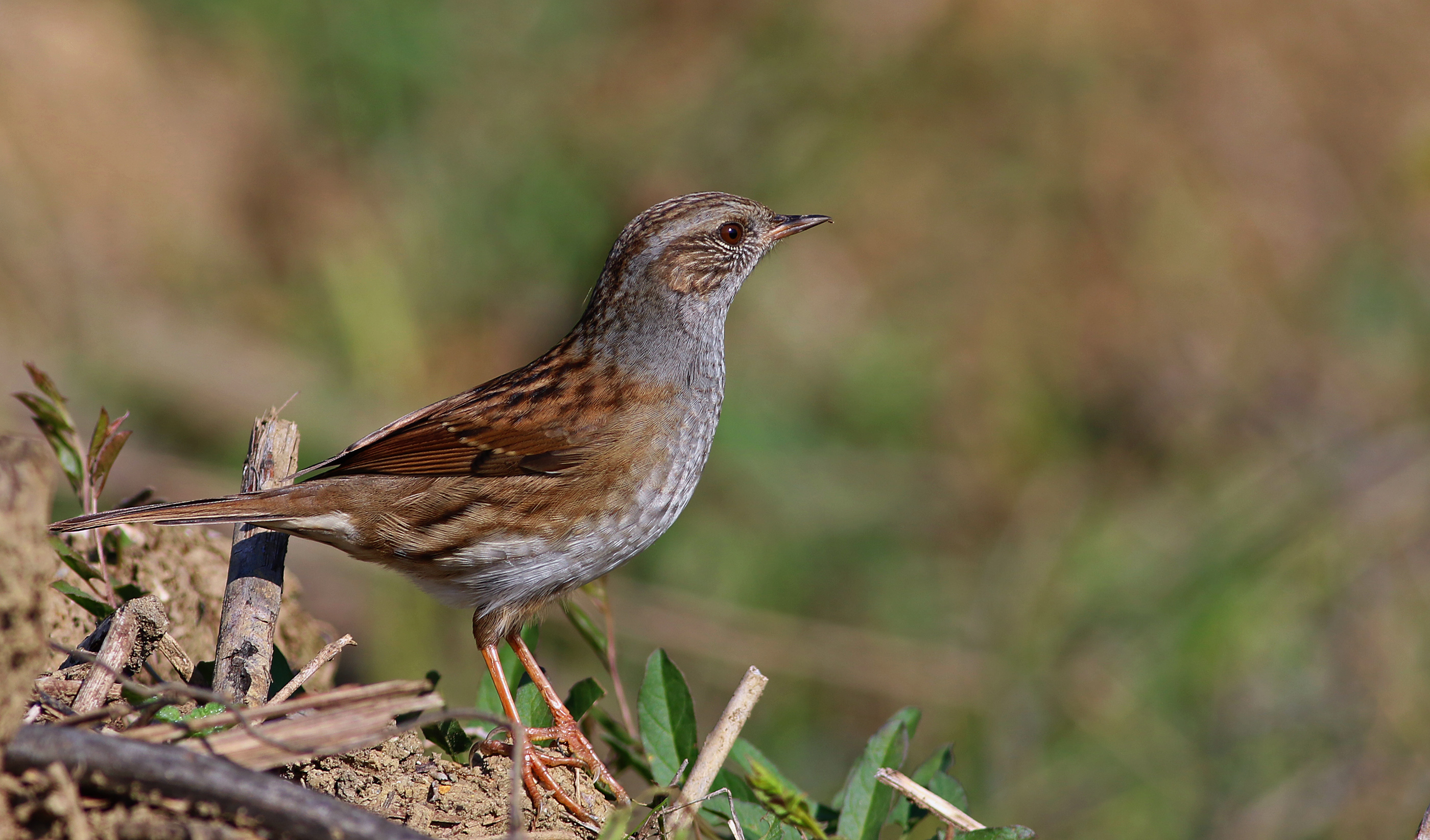 Dunnock